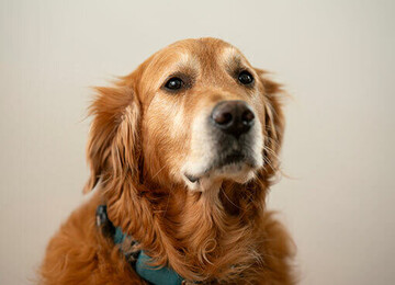 Max, Kuschel Beauftragter bei DriveCon